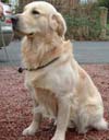 Golden Retriever dog